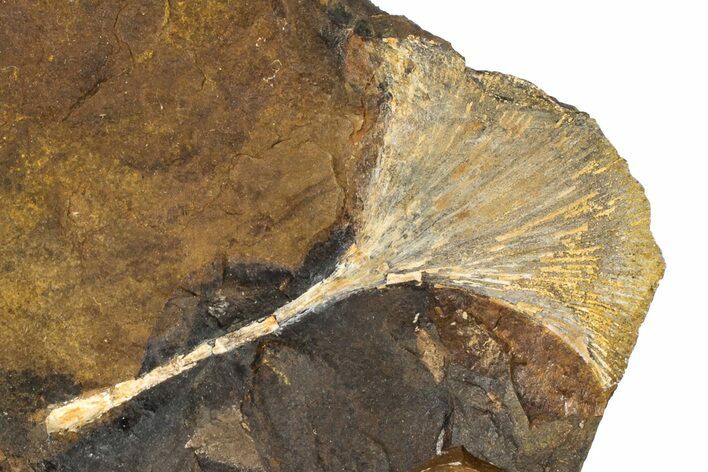 Fossil Ginkgo Leaf From North Dakota - Paleocene #189000